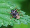 81081 – Photo : Patrick Decreus – France (93)