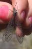 81937 – Photo : clovis – Portugal