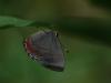 81813 – Photo : Alexandre Vinot – Guyane française