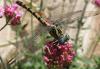 81505 – Photo : Philippe Legros – France (83)