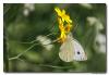81099 – Photo : Denis Girard – France (74)