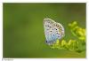 81149 – Photo : Denis Girard – France (74)