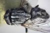 Musca autumnalis
