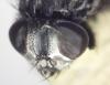 Musca autumnalis