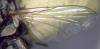Musca autumnalis
