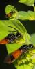 81327 – Photo : patrick derennes – France (44)