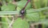 81010 – Photo : alain Roujas – France (31)