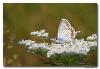 81294 – Photo : Denis Girard – France (74)