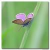 81128 – Photo : Denis Girard – France (74)