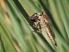 81655 – Photo : patrick derennes – France (77)