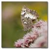 81006 – Photo : Denis Girard – France (74)