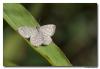 81293 – Photo : Denis Girard – France (74)