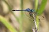 81640 – Photo : Jacques-Alexis Real – Martinique