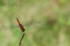 81810 – Photo : Jacques-Alexis Real – Martinique