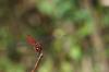 81811 – Photo : Jacques-Alexis Real – Martinique