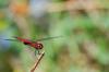 81812 – Photo : Jacques-Alexis Real – Martinique