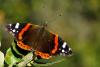 81499 – Photo : Bernard DELEFOSSE – France (84)