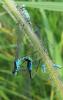 Ischnura elegans