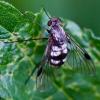 81358 – Photo : Daniel Ventard – France (05)