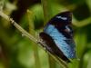 81797 – Photo : Alexandre Vinot – Guyane française