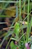 81480 – Photo : Christophe Quintin – France (21)