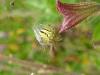 81498 – Photo : Lanzellotti Maria – France (11)