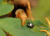 81315 – Photo : Christine DEVILLERS – Belgique