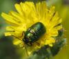 81308 – Photo : Philippe Legros – France (34)