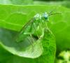 81587 – Photo : Bertrand COTTE – France (01)