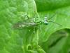 81589 – Photo : Bertrand COTTE – France (01)