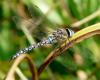 81132 – Photo : alain Roujas – France (31)
