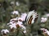 81745 – Photo : Alexandre Vinot – Guyane française