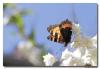 81038 – Photo : Denis Girard – France (01)