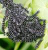 81397 – Photo : David Guedon – France (76)