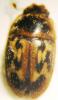 81644 – Photo : Prinobius – Suisse