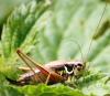 81527 – Photo : David Guedon – France (76)