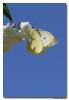 81031 – Photo : Denis Girard – France (01)