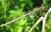 81635 – Photo : Philippe Legros – France (94)