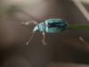81884 – Photo : Sylvain Houpert – France (78)