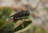 81572 – Photo : clovis – Croatie