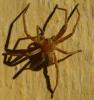 Olios argelasius