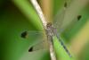81701 – Photo : Anonyme – Guyane française