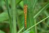 81816 – Photo : Denis Gaschignard – Guyane française