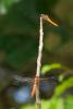 81815 – Photo : Anonyme – Guyane française