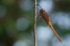 81721 – Photo : Denis Gaschignard – Guyane française