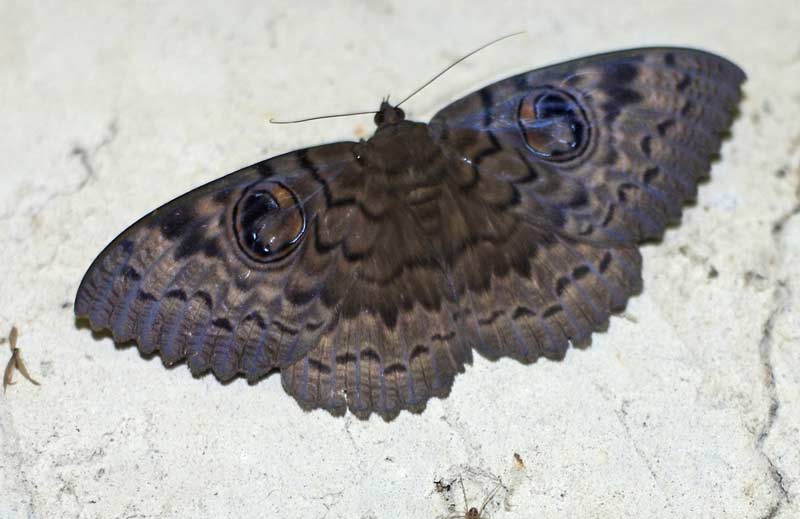 Denis Moniotte - Erebus sp. - réf. 81989 (800 x 519 pixels, 41 ko)