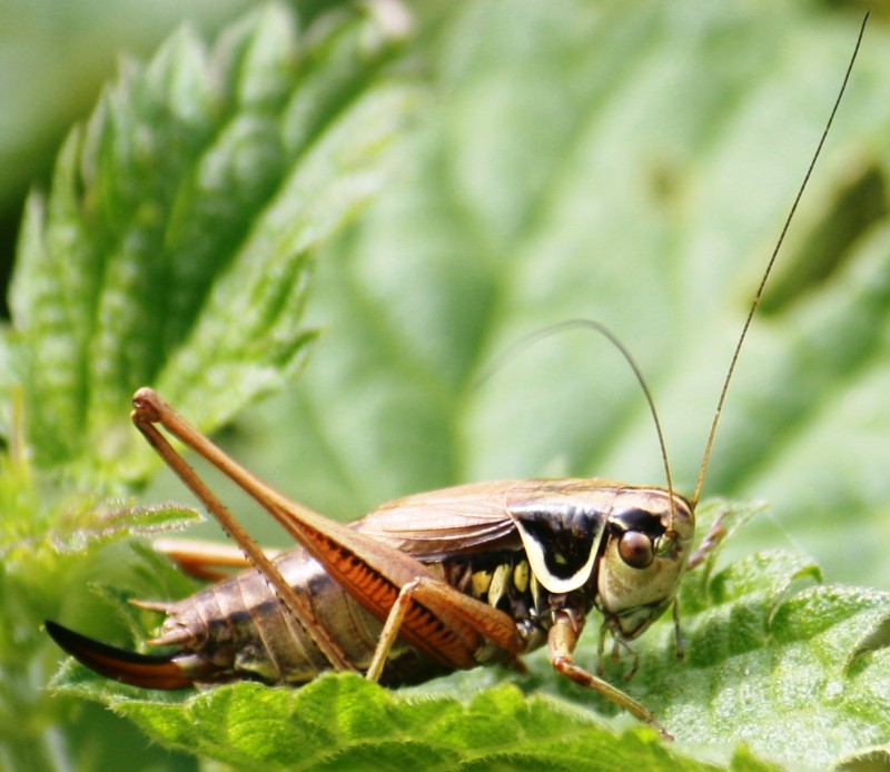David Guedon - Roeseliana roeselii - réf. 81527 (800 x 694 pixels, 106 ko)