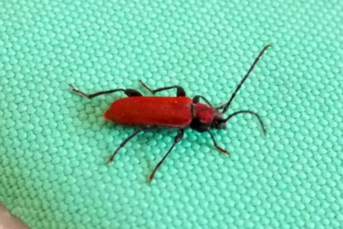 Pyrrhidium sanguineum
