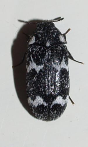 Megatoma undata