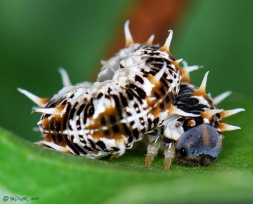 Siobla ruficornis